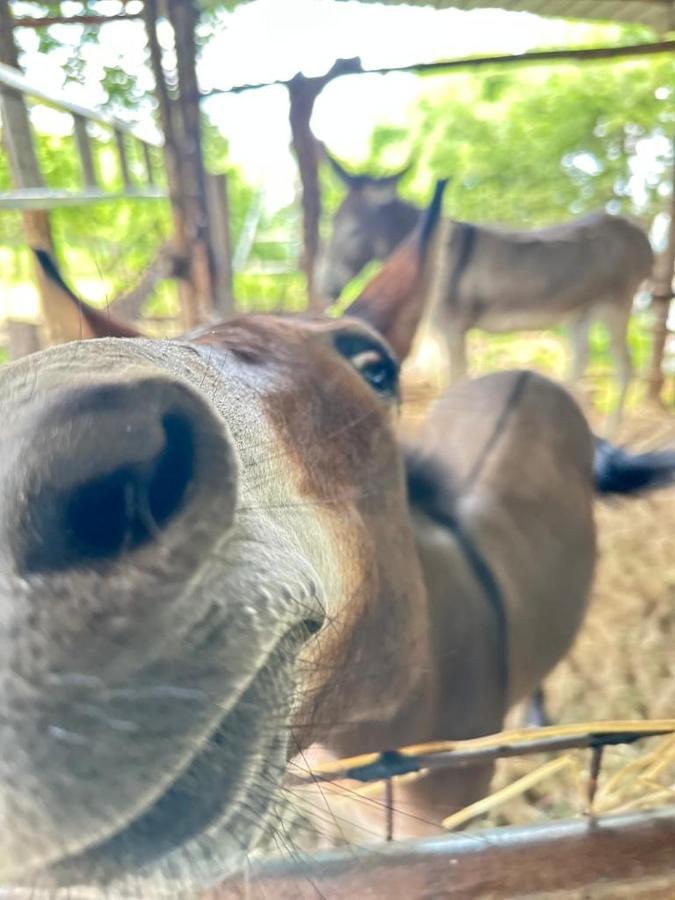 Hotel Habitat Eco Farm Półwysep Sorrentyński Zewnętrze zdjęcie